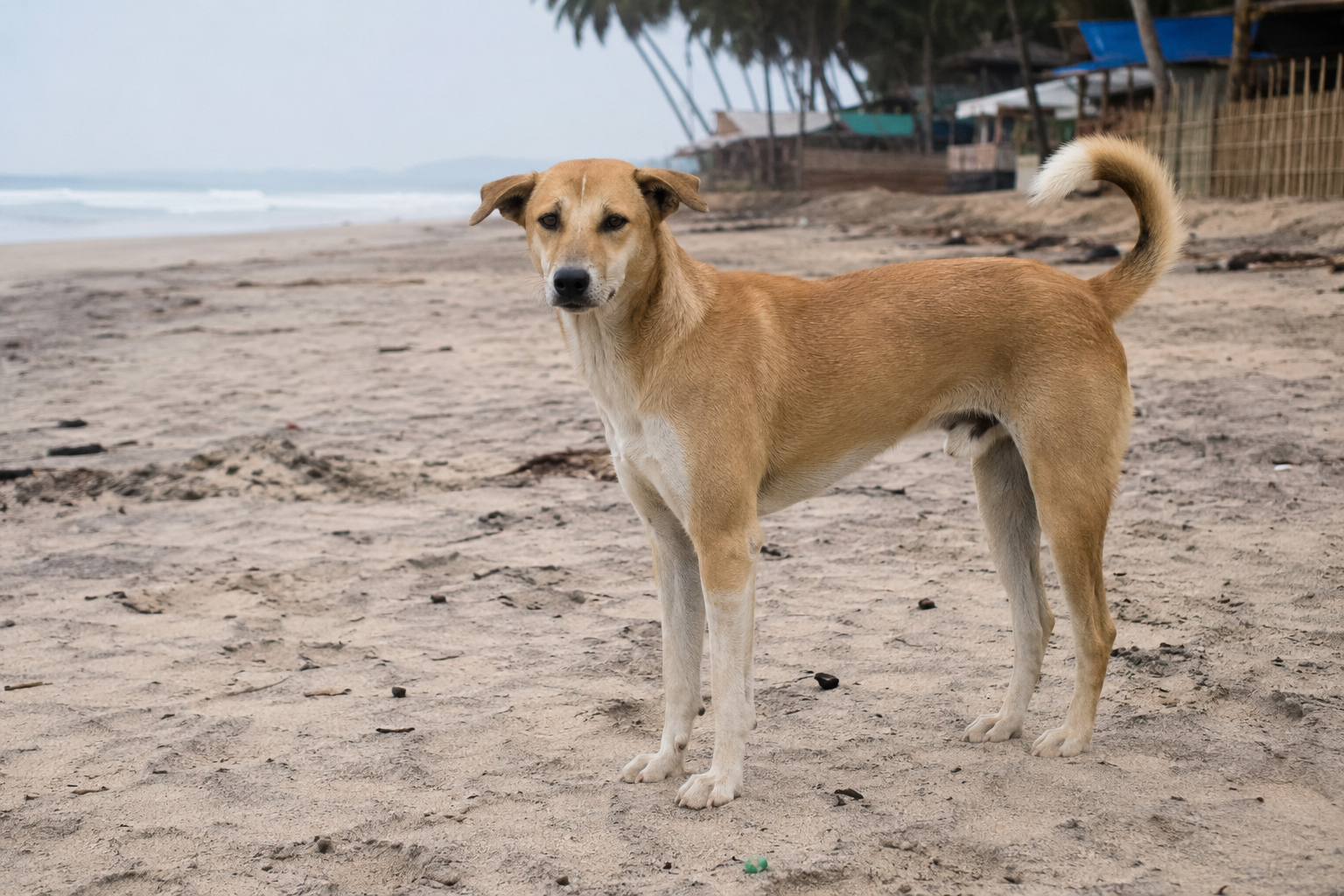 Goa Shack Owners Urge Government to Enforce Supreme Court Orders on Stray Dogs