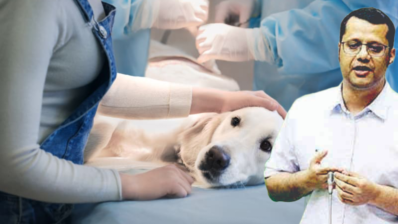 *BJP’s hurry to bag one more ‘crown’ will mar stray dog’s sterilization: Yuri Alemao*