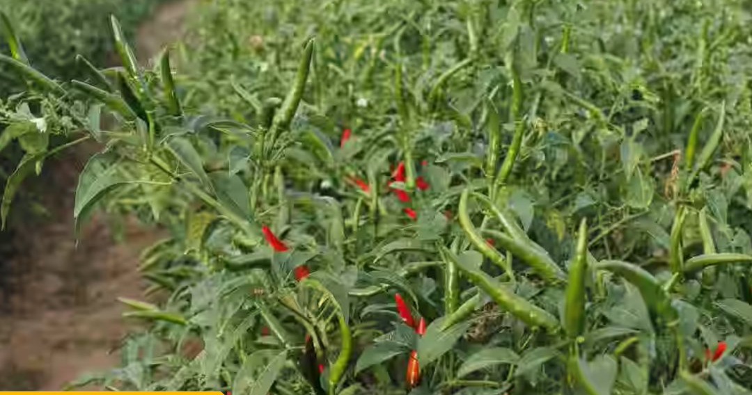 Fungal Disease Devastates Chilli Farms in Mayem, Threatens Okra and Onion Crops.