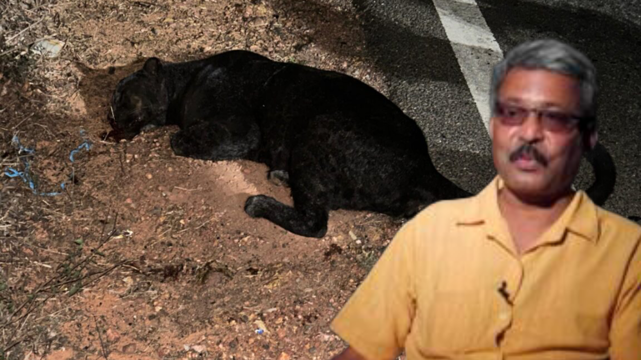 "Goa's Black Panther Killed in Road Accident Near Priol: Conservationists Express Concern"