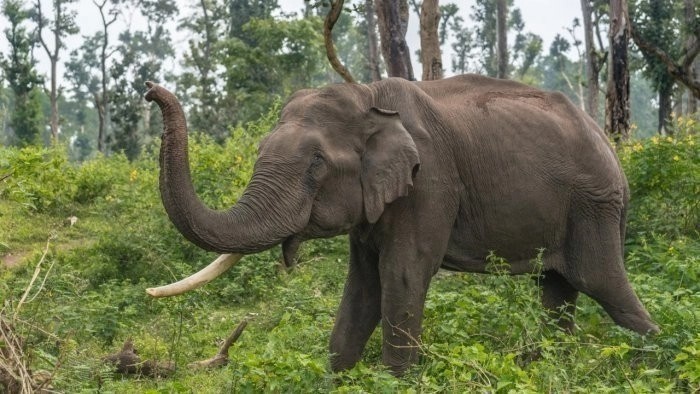 Agriculture Department to compensate farmers affected with Elephant Omkar