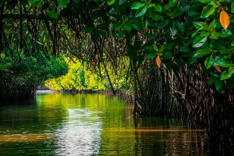 GCZMA Rules Existing Structures in Mangrove Zones Won’t Face Retrospective CRZ Restrictions.