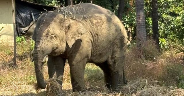 Pernem on Alert as “Omkar” Elephant Re-Enters Goa; Forest Teams Intensify Monitoring.