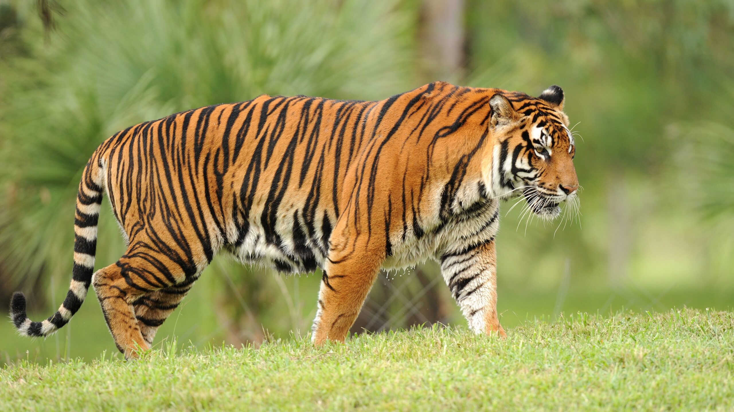 Goa to conduct three-month tiger census from March as part of national survey.