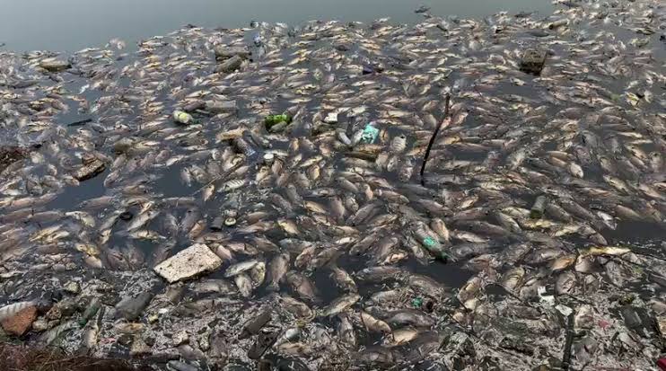 Sewage Inflow Suspected In Mala Lake Fish Deaths.