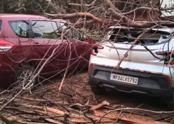 A dry tree fell on four parked cars near the W Goa hotel at Vagator