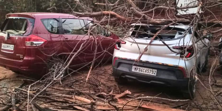 A dry tree fell on four parked cars near the W Goa hotel at Vagator