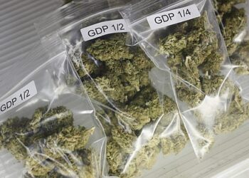 Panjim Police Seize ₹1 Lakh Worth Ganja in Campal Drug Bust.