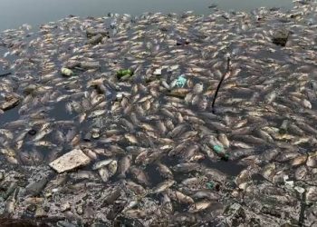 Sewage Inflow Suspected In Mala Lake Fish Deaths.