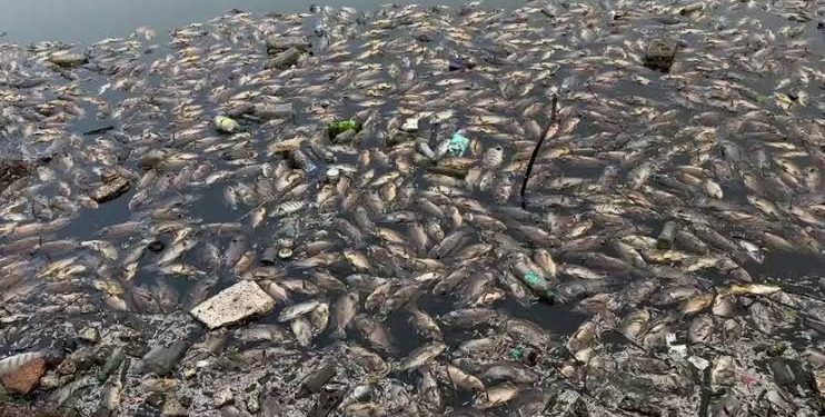 Sewage Inflow Suspected In Mala Lake Fish Deaths.
