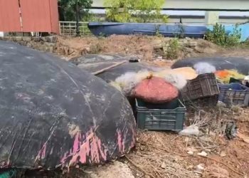 Illegal Night Fishing Busted on Mandovi River, Six Coracles Seized.