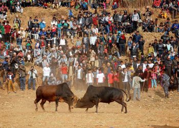 South Goa Administration Cracks Down On Illegal Bullfights, Warns Landowners Of Action..