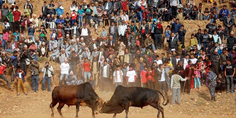 South Goa Administration Cracks Down On Illegal Bullfights, Warns Landowners Of Action..