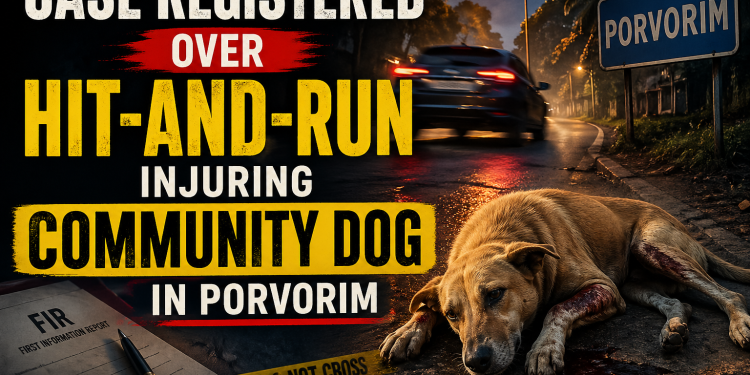 Case Registered Over Hit-and-Run Injuring Community Dog in Porvorim.